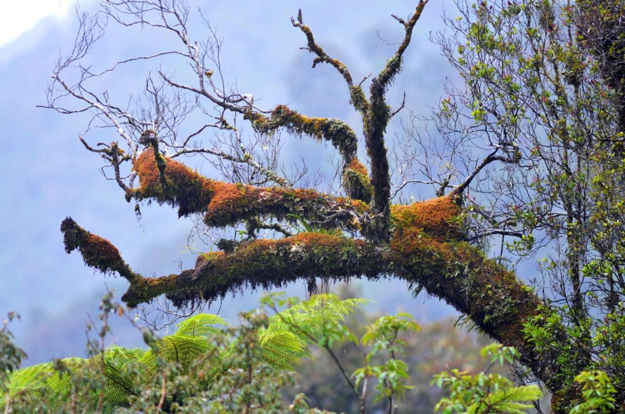 Rainforest Deluxe Франц-Йосиф Екстер'єр фото